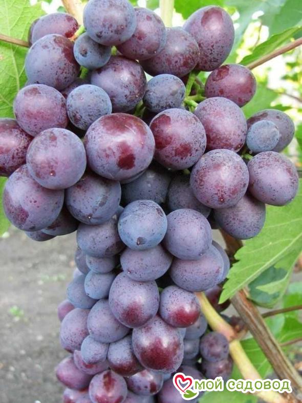 Виноград Дунав