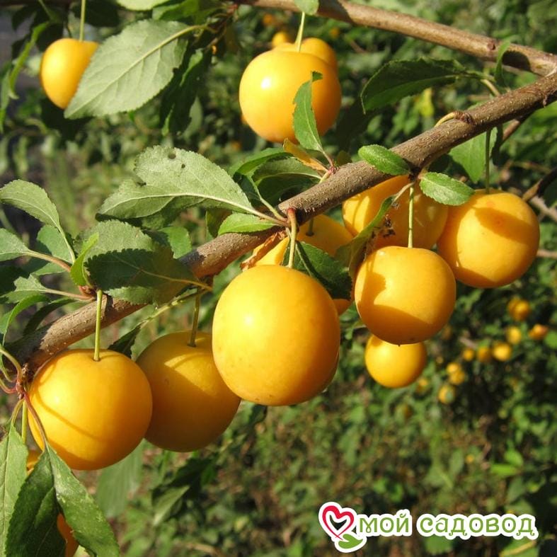 Алыча Иволга