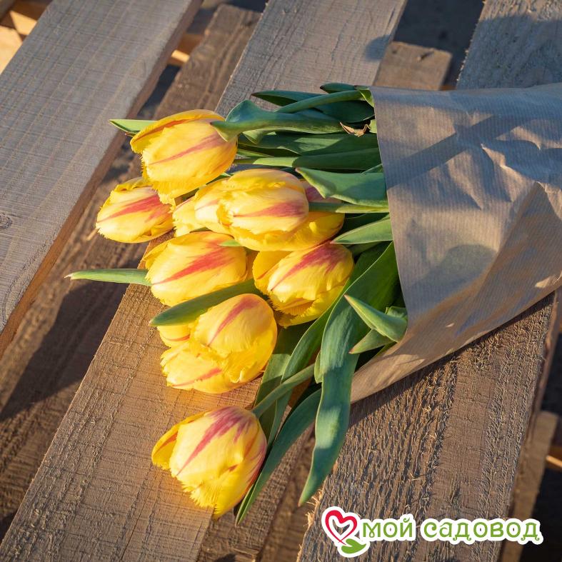 Тюльпан бахромчатый Фламенко