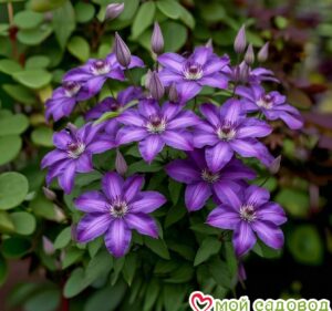 Клематис Жакмана